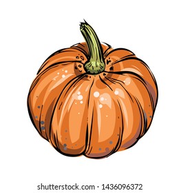 Pumpkin hand drawn detailed vector illustration with