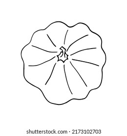 pumpkin hand drawn in doodle style. vegetable in simple line art