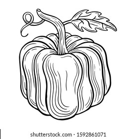 pumpkin hand drawn engraved sketch drawing vector illustration