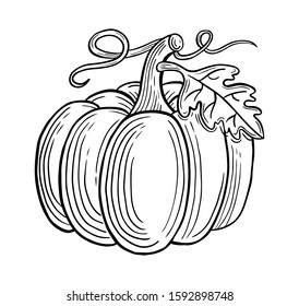 pumpkin hand drawn engraved sketch drawing vector illustration