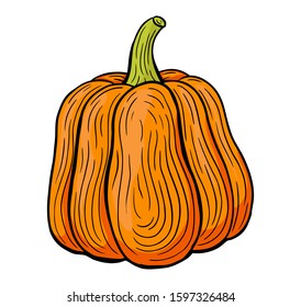 pumpkin hand drawn engraved sketch drawing vector