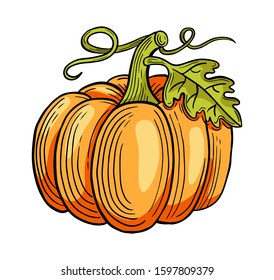 pumpkin hand drawn engraved sketch drawing vector illustration