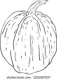 pumpkin hand drawn graphic style 10