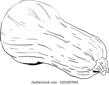 estilo gráfico dibujado a mano con calabaza 4