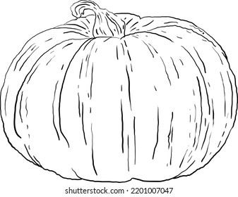 pumpkin hand drawn graphic style 8