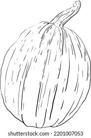 pumpkin hand drawn graphic style 1