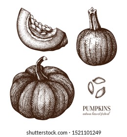 Pumpkin hand drawn illustrations set. Thanksgiving design elements. Harvest festival and farm market. Autumn food drawings. Vector vegetables, pumpkin slice and seeds sketches. 