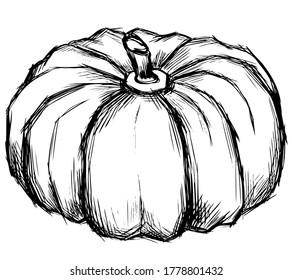 Pumpkin, hand drawn, isolated on white background. Suitable for menu and web design and poscard and banner design. Vector illustration.