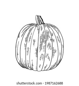 Pumpkin hand drawn sketch. Organic sketch vegetables harvest. Engraved style vector illustration. Can be used for menus, brochures, banners, labels