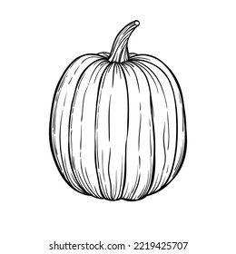 Pumpkin hand drawn sketch vector illustration on white background for Halloween and Thansgiving.