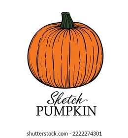 Pumpkin hand drawn sketch vector illustration on white background for Halloween and Thansgiving.