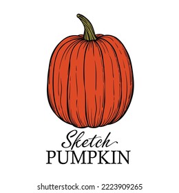 Pumpkin hand drawn sketch vector illustration on white background for Halloween and Thansgiving.