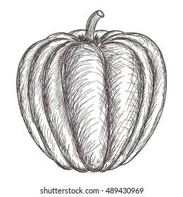 Pumpkin. Hand drawn sketch. Vector illustration isolated on white background