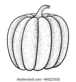 Pumpkin. Hand drawn sketch. Vector illustration isolated 