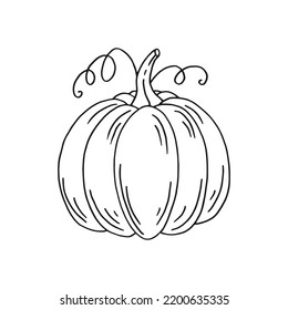 Pumpkin. Hand drawn vector illustration in doodle style. Black and white image of vegetables.