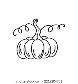 Pumpkin. Hand drawn vector illustration in doodle style. Black and white image of vegetables.