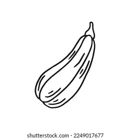 Pumpkin. Hand drawn vector illustration in doodle style. Black and white image of vegetables.