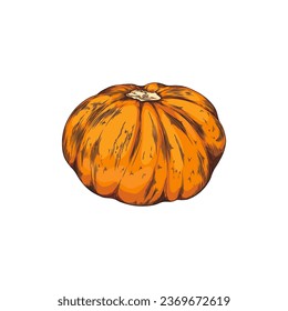 Calabaza, ilustración vectorial dibujada a mano, aislada en fondo blanco. Una gran calabaza naranja madura. Verdura entera, dibujos animados de la cosecha de otoño. Elemento natural en grabado de colores. Dibujo retro.