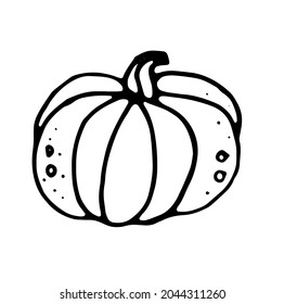Pumpkin. Hand drawn vector image
