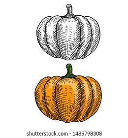 Pumpkin hand drawn vector sketch