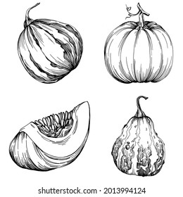 Pumpkin hand drawn vintage illustration of pumpkin for halloween. Engraving autumn. Harvest for cooking.