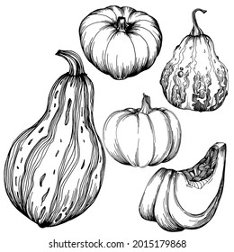 Pumpkin hand drawn vintage illustration of pumpkin for halloween. Engraving autumn. Harvest for cooking.