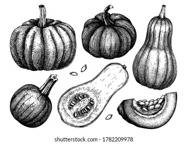 Pumpkin hand sketched illustrations set. Thanksgiving design elements. Harvest festival and farm market. Autumn food drawings. Vector vegetables, butternut squash, pumpkin slice and seeds sketches. 