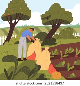 Pumpkin harvesting, autumn vegetable gathering. Vector illustration, banner or background. Seasonal work. Farmer is harvesting in the field. Countryside landscape. Farming and agriculture theme.