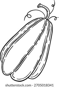 Pumpkin herbaceous plant doodle linear
