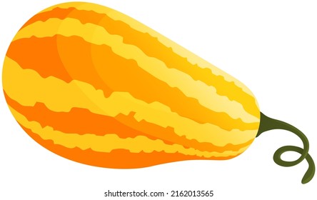 Calabaza, planta herbácea. Ilustración vegetal para el menú del mercado agrícola. Diseño de alimentos saludables. Temporada de cosecha de calabaza otoñal. Símbolos vegetales, tanques y halloween frescos