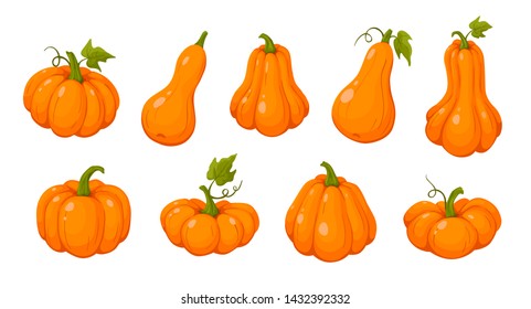 Pumpkin icons vector illustration isolated on white background. Bright orange pumpkins . 