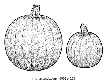 Pumpkin illustration, drawing, engraving, ink, line art, vector