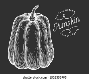 Pumpkin illustration. Hand drawn vector vegetable illustration on chalk board. Engraved style Halloween or Thanksgiving Day symbol. Retro food illustration.