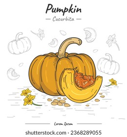 Pumpkin illustration with line art. Set of Pumpkins. Hand drawn Pumpkins. Vector illustration. Background with pumpkins and white color. Decorative image of pumpkin fruit