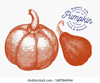 Pumpkin illustration set. Hand drawn vector vegetable illustration. Engraved style Halloween or Thanksgiving Day symbol. Vintage food illustration.