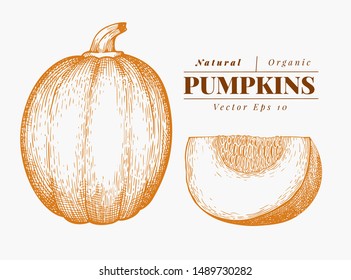 Pumpkin illustration set. Hand drawn vector vegetable illustration. Engraved style Halloween or Thanksgiving Day symbol. Vintage food illustration.
