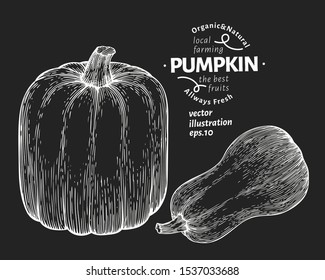 Pumpkin illustration set. Hand drawn vector vegetable illustration on chalk board. Engraved style Halloween or Thanksgiving Day symbol. Vintage food illustration.