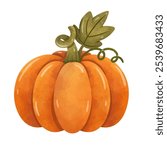 Pumpkin illustration vector, orange pumpkin clip art in hand drawn watercolor painting style, cute pumpkin squash fruit image