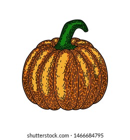 Pumpkin isolated on white background. Old vintage style hand drawing engraved. Design element for banner, menu, poster, web. 