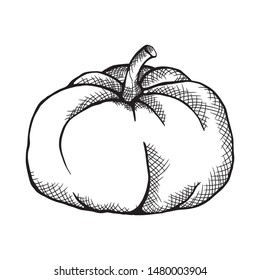 Pumpkin isolated on a white background. Black and white hand-drawing vector.