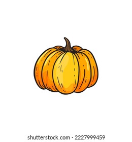 Pumpkin isolated on white background. Orange pumpkin sketch,doodle for menu,farm