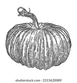 Pumpkin isolated on a white background. Ink hand drawn sketch of pumpkin or butternut squash and gourd. Symbols for agriculture harvest and Thanksgiving or Halloween holidays decoration. Vector.