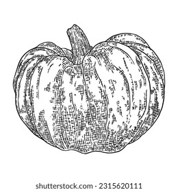 Kürbis einzeln auf weißem Hintergrund. Kürbisskizze und Kürbiskuschel mit Kürbis und Schmetterling in handgezeichneter Farbe. Symbole für die Landernte und Thanksgiving- oder Halloween-Feiertagsdekoration. Vektorgrafik.