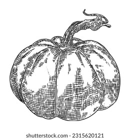Pumpkin isolated on a white background. Ink hand drawn sketch of pumpkin or butternut squash and gourd. Symbols for agriculture harvest and Thanksgiving or Halloween holidays decoration. Vector.