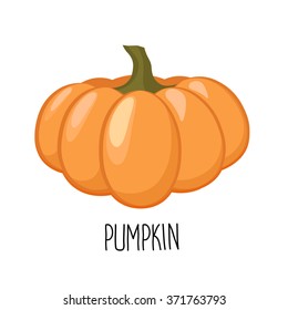 Pumpkin isolated on white background.  Vector illustration