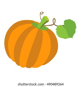 Pumpkin isolated on white background vector illustration on white