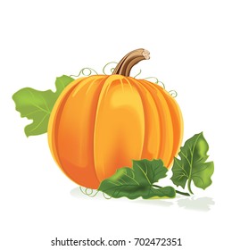 Pumpkin isolated on white background. Vector illustration.