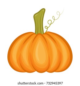 Pumpkin isolated on white background