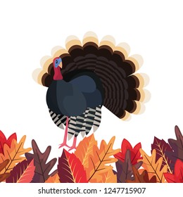 pumpkin laeves foliage white background