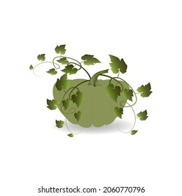 The pumpkin is large, with green leaves and a shadow on a white background. Vector image.